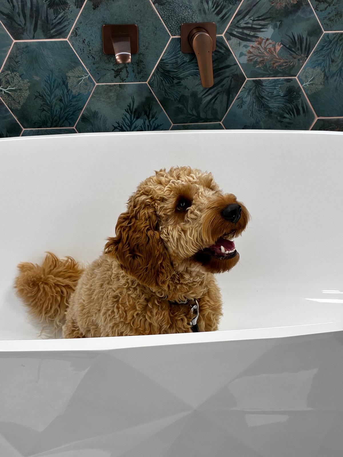 A dog in a freestanding bath in our Bristol Bathroom Showroom.