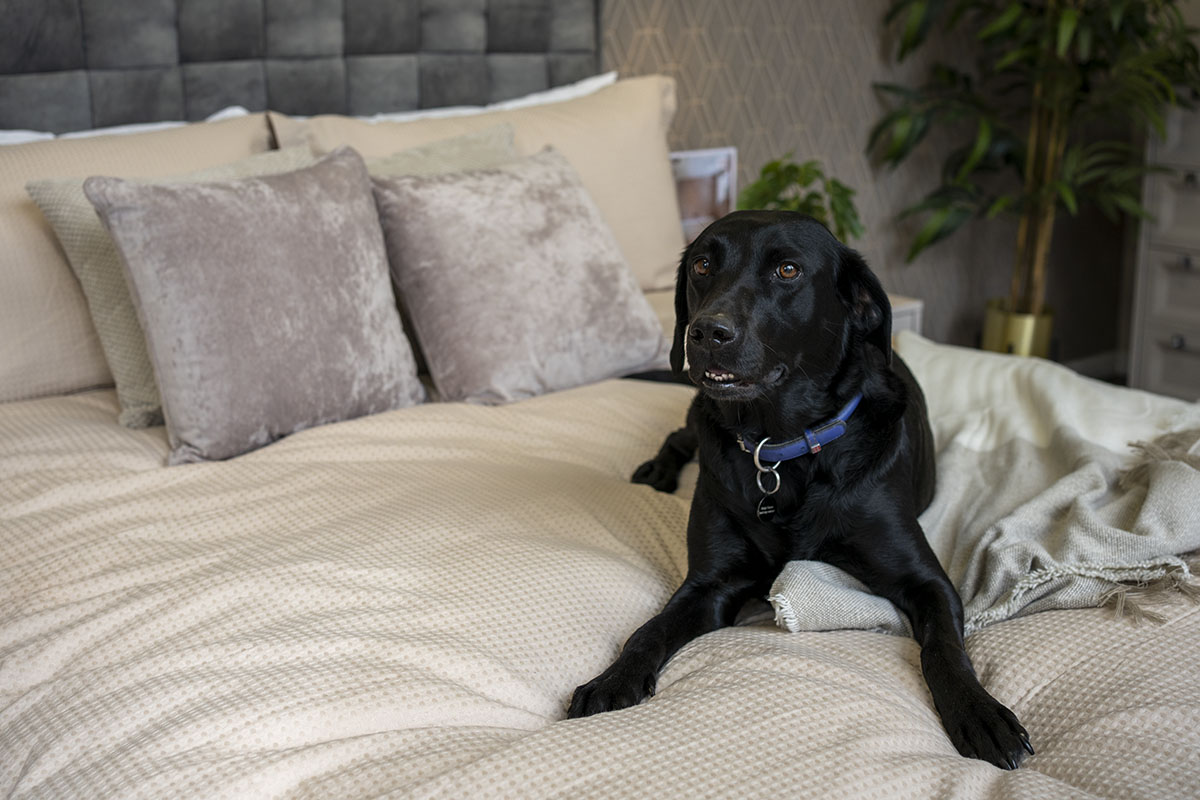 A large black dog exploring the Bristol Fitted Bedroom Showroom.