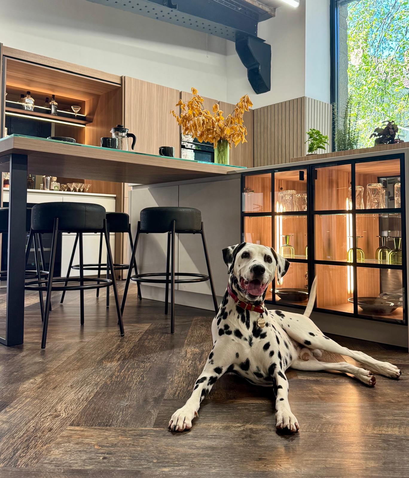 A dalmation dog in our kitchen showroom.